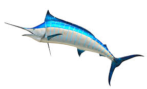 Animal Background Big Blue Marlin Colorful Dorsal Fin Fish Fishing Game Isolated Marlin Mounted Ocean Outdoo Blue Marlin Fish Blue Marlin Marlin