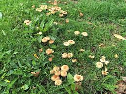 Check spelling or type a new query. Fairy Ring Champignons