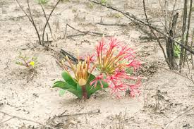 Image result for Ammocharis tinneana