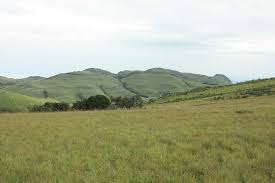 Image result for Abutilon englerianum