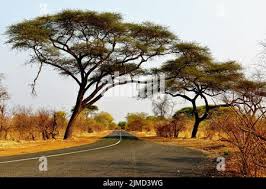 Image result for Burkea africana
