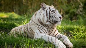 Antonio gomes comonian em 13 de abril de 2010. Papeis De Parede Tigre Branco Grama Gato Grande 3840x2160 Uhd 4k Imagem