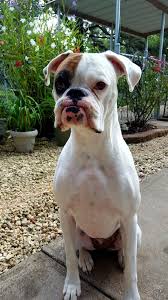 Black And White Boxer Puppy Boxer Dogs Training White Boxer Dogs Boxer Dogs Training Boxer Puppies