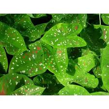 Tanaman hias bicolor florida clown#kaladium hijau merah#. Caladium Florida Clown Shopee Philippines