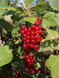 Rote Johannisbeere Rovada Ribes Rubrum Rovada Baumschule Horstmann In 2020 Rote Johannisbeeren Johannisbeeren Baumschule Horstmann