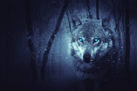 We hope you enjoy our growing collection of hd images to use as a background or home screen for your smartphone or computer. Fantasy Wolf 5k Hd Artist 4k Wallpapers Images Backgrounds Photos And Pictures