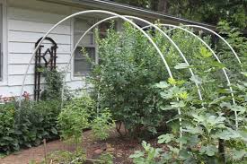 Bird Netting For Blueberries Many Years Ago I Tried Draping Deer Netting Over My Blueberry Bushes It Was A Complete Failure I Didn T Secur Blueberry Bushes Fruit Tree Garden Berry Garden