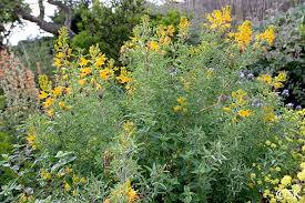 Image result for Isonema