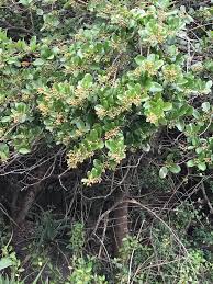 Image result for Scolopia