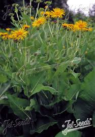 Image result for Inula