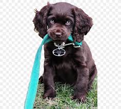 Best wishes for joy with your pup! Field Spaniel Boykin Spaniel Boykin Kershaw County South Carolina American Water Spaniel Puppy Png 500x741px Field