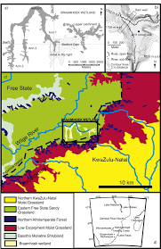 Image result for Limosella maior