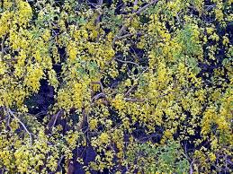 We did not find results for: India New Delhi Golden Shower Yellow Tree Bloom Flowers Amaltas Piqsels