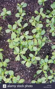 Pin By Alex Hoskins On Gardening Seed Germination Germination Seeds