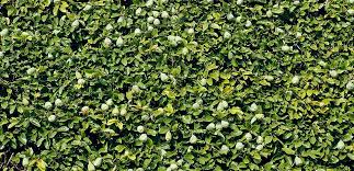 Image result for ficus pumila