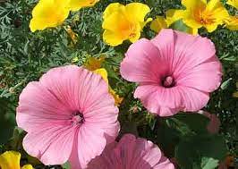 Pruning Lavatera Or Mallow How To Prune Lavatera Barnsley