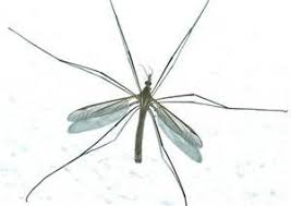 Best obgyns and obstetricians & gynecologists in murfreesboro, tn. The 10 Best Exterminators In Murfreesboro Tn With Free Estimates
