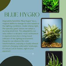 Image result for Hygrophila cataractae