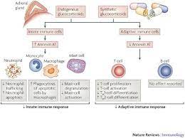 Pin By Stacy Parker Trimble On Nursing Renal Immunology Anatomy And Physiology Physiology