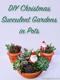 They are also easy to care for and can be planted in so many strange places. Christmas Succulent Arrangements In Pots Joy Us Garden