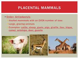 They also can bleat like a. Ppt Mammals Powerpoint Presentation Free Download Id 2109573