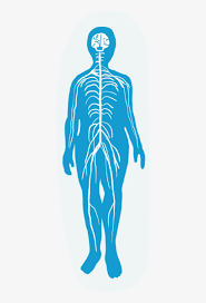 Central nervous system cartoons and comics. Nervous System Endocrine System Transparent Png 1000x1333 Free Download On Nicepng