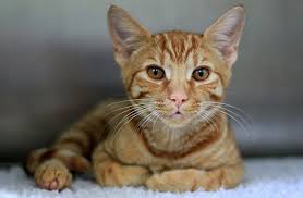 We did not find results for: Worms In Cats