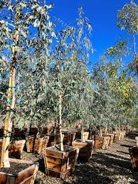 Image result for Eucalyptus camaldulensis