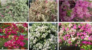 Image result for Bougainvillea sp. cultivar