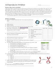 Floating around in the cytoplasm are small structures called organelles. Chromosomes And Cell Reproduction Worksheet Answers Nidecmege