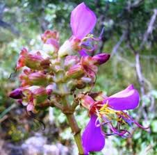 Image result for Halleria elliptica