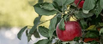 Maybe you would like to learn more about one of these? Worm In Your Apple Meet The Top 3 Orchard Pests Jp Pest Services