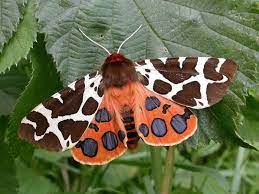 Colorful Butterfly Tiger Moth Moth Beautiful Butterflies