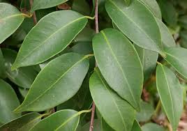 Image result for Embelia libeniana