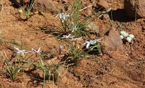 Image result for Romulea camerooniana