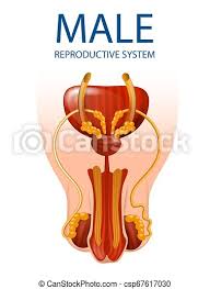 Anatomy is the identification and description of the structures of living things. Human Anatomy Male Reproductive System Anatomical Banner Detailed Inner Close Up View Of Man S Genitals Isolated On White Canstock