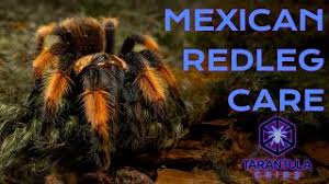 Image result for Emilia brachycephala