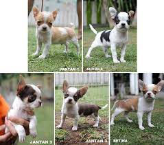 Info penggemar dunia anjing ras di indonesia, jenis ras anjing, galeri foto anjing, jual anjing murah. Jual Anjing Chihuahua Anjing Dijual Anjingkita Com Http Www Anjingkita Com Wmview Php Artid 21274 Anjing Chihuahua Anjing Chihuahua