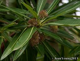 Image result for Breonadia