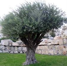Through the olive trees quotes. The Olive Tree Romans 11 Doctrine Org