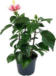 Hibiskus ist eine beliebte pflanze, die so manchen garten oder balkon verziert. Fangblatt Hibiskus Pink Dream Die Hawaiblume Mit Pinken Rosa Bluten Der Rosen Eibich Ist Als Pflanze Fur Die Wohnung Balkon Oder Terrasse Eine Absolute Augenweide Amazon De Garten