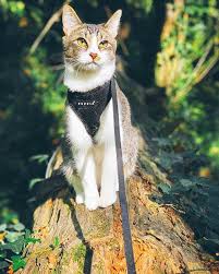 Get your cat used to walking on the leash. The Best Cat Harnesses Catexplorer