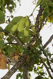 Image result for Cyphostemma kirkianum