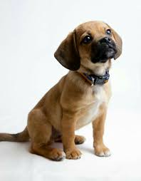 Black And Tan Puggle Puppies For Sale Pin By Kim Strom On For Jacob Puggle Puppies Pug Mix Puppies