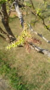 Image result for Morus