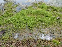 Image result for Mayacaceae