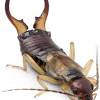 Melbourne florida and brevard county pest control, termite control, and lawn services. Https Encrypted Tbn0 Gstatic Com Images Q Tbn And9gcrjzv4jhzjsfpemsari9kezbeixvgyjw4b5f Hosneuwi5 Tzev Usqp Cau