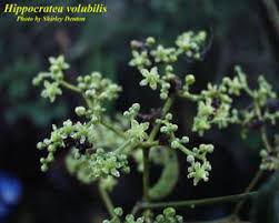 Image result for Hippocratea