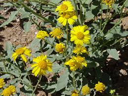 Image result for Verbesina encelioides