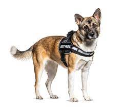 German shepard and corgi first because their genes are the most recessive then do that with akita or do corgi+akita i have a german shepherd akita mix. Akita Shepherd German Shepherd Akita Inu Mix Info Pics Facts Doggie Designer